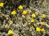 Helianthemum_caput-felis_(plant).jpg