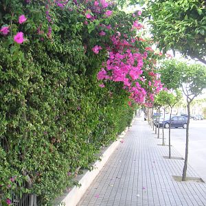 Bougainvillea