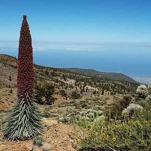 Tajinaste - En Edimisk Växt På Teneriffa