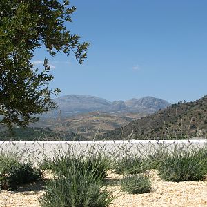 Lavender, Olive And View