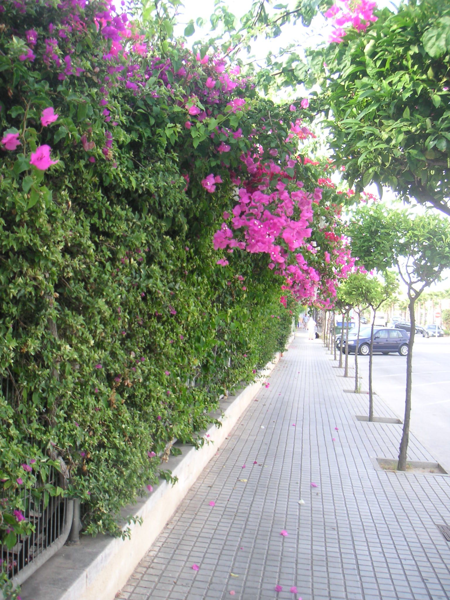 Bougainvillea